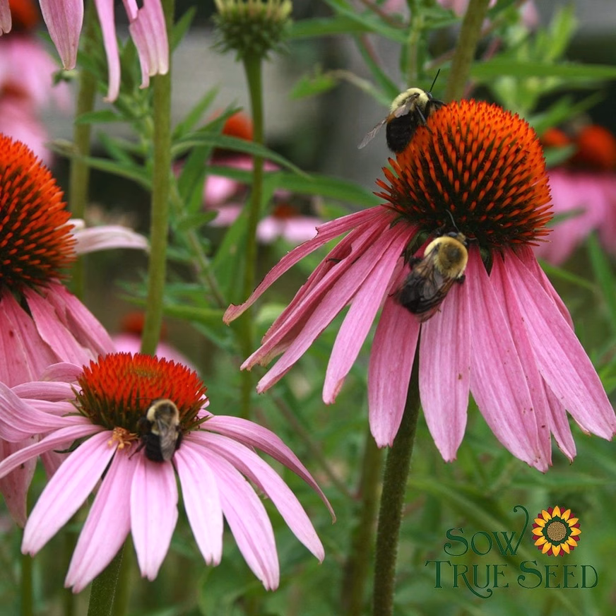 Echinacea Seeds - Purple Coneflower Photo With Flower Echinacea Seeds - Purple Coneflower Photo With Flower
