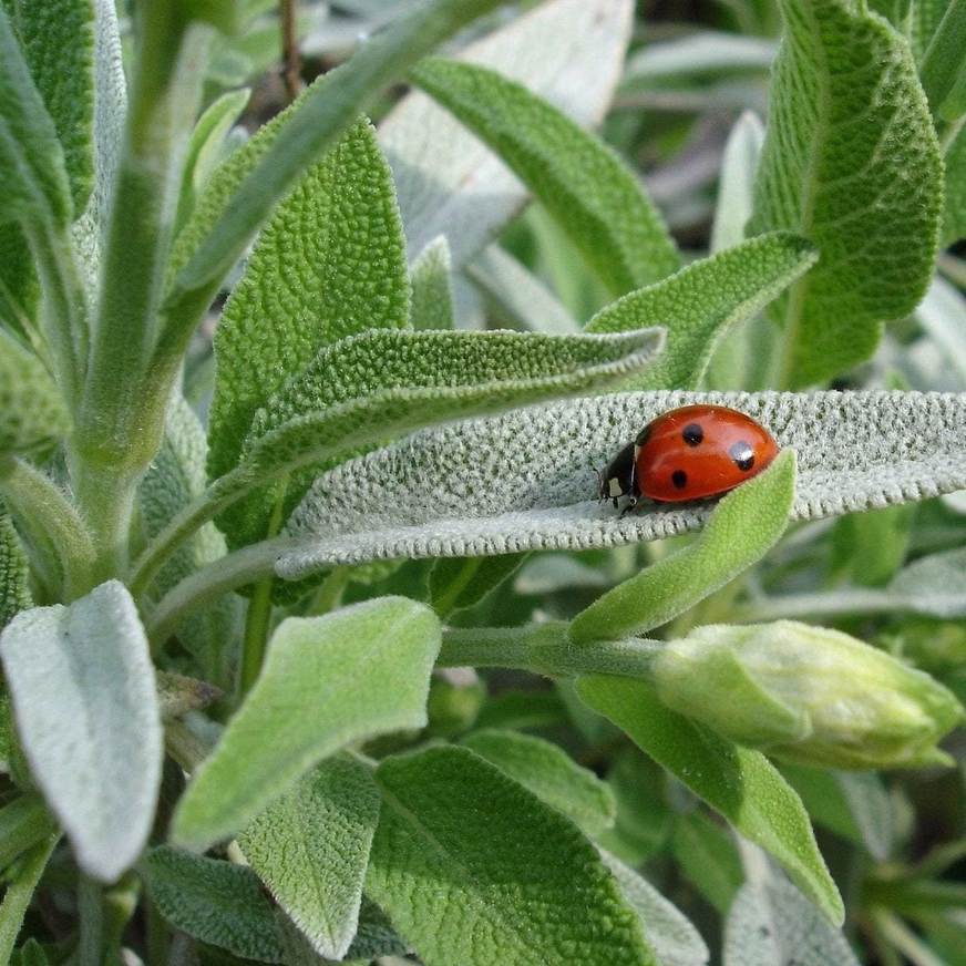 Sage Seeds, Broad Leaf Culinary With Ladybird Sage Seeds, Broad Leaf Culinary With Ladybird