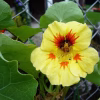 Nasturtium Seeds - Peach Melba Dwarf with yellow colored photo