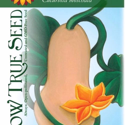 Winter Squash Seeds - Waltham Butternut with printed label