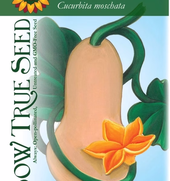 Winter Squash Seeds - Waltham Butternut with printed label