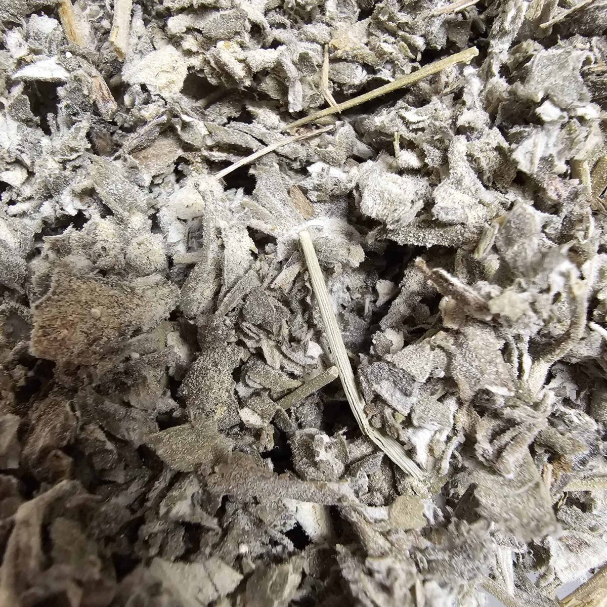 1000056161-2.Jpg Fatigue Wakeful Tea - Image 1