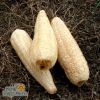 Gourd Seeds - Luffa with three gourd seeds photo
