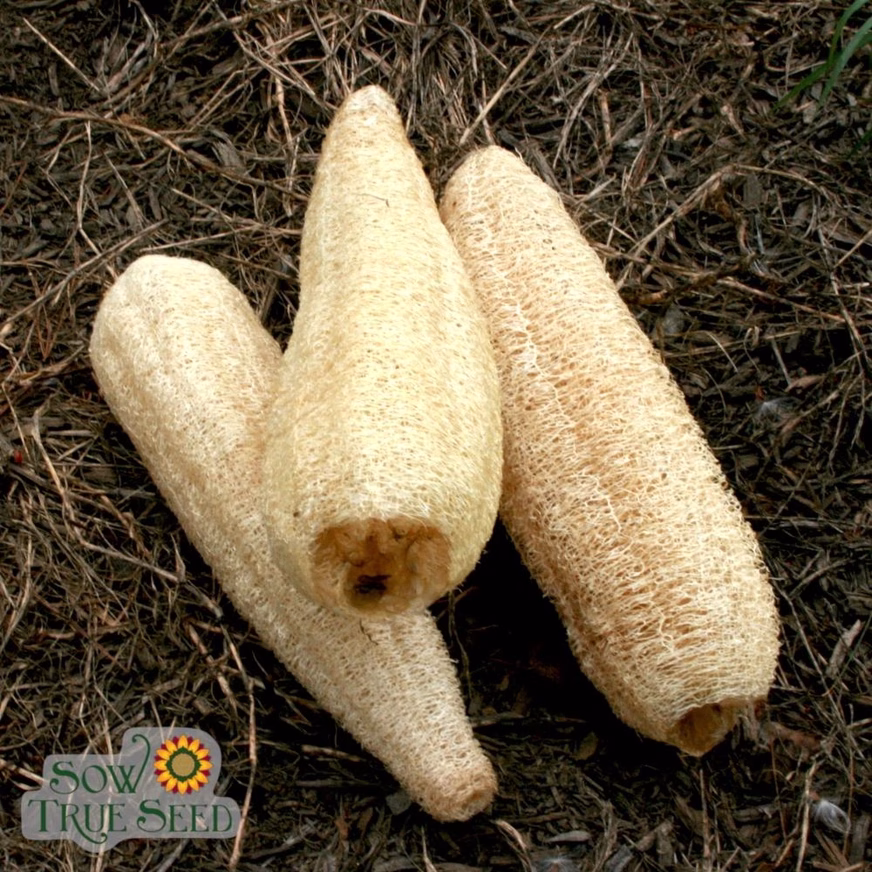 Gourd Seeds - Luffa With Three Gourd Seeds Photo Gourd Seeds - Luffa With Three Gourd Seeds Photo