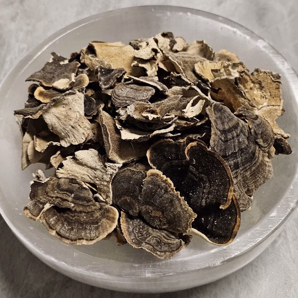 Turkey Tail Mushroom
