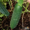 Slicing Cucumber Seeds - Marketmore 76 with cucumber on the branch