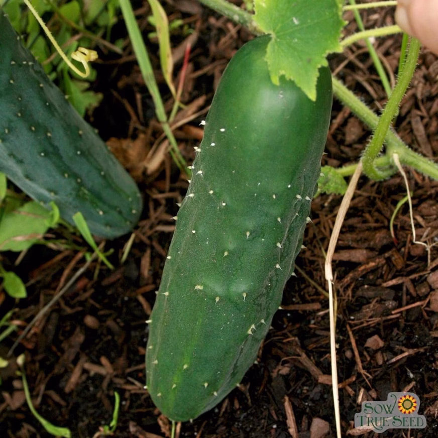 Slicing Cucumber Seeds - Marketmore 76 With Cucumber On The Branch Slicing Cucumber Seeds - Marketmore 76 With Cucumber On The Branch