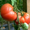 Slicing Tomato Seeds – Mortgage Lifter with a photo of tomatoes on a branch
