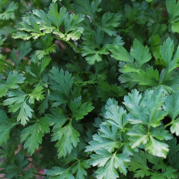Parsley Seeds - Italian Giant, Organic Photo Of Green Parsley Parsley Seeds - Italian Giant, Organic Photo Of Green Parsley