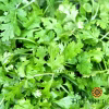 Cilantro Seeds, Organic with green cilantro photo in nature