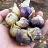 Tomatillo Seeds – Purple with tomato in hand