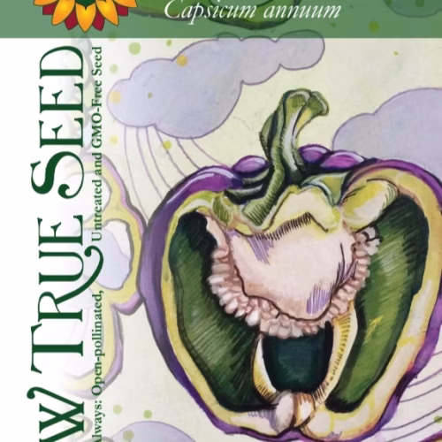Sweet Pepper Seeds - Purple Beauty with printing label