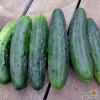 Slicing Cucumber Seeds - Marketmore 76 with lots of cucumbers