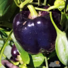 Sweet Pepper Seeds - Purple Beauty photo