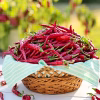 Hot Pepper Seeds - Cayenne Long Red Thin in the basket