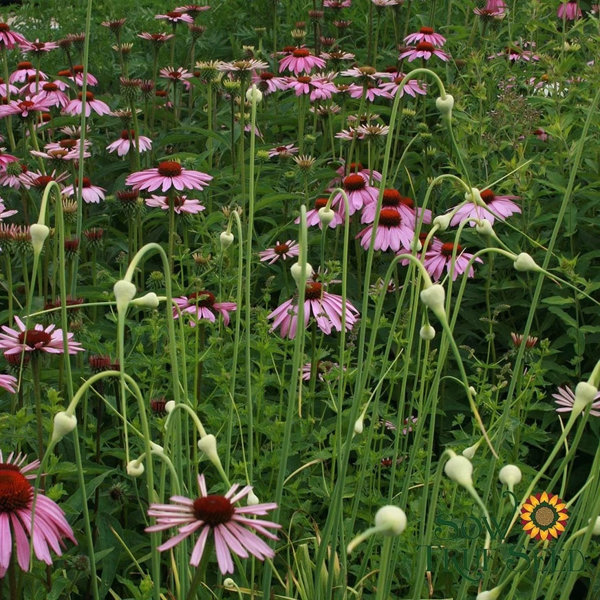 Echinacea Seeds - Purple Coneflower With Lots Of Echinacea Seeds Echinacea Seeds - Purple Coneflower With Lots Of Echinacea Seeds Photo