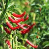 Hot Pepper Seeds - Cayenne Long Red Thin red