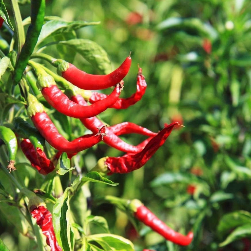 Hot Pepper Seeds - Cayenne Long Red Thin Red Peppers Hot Pepper Seeds - Cayenne Long Red Thin Red