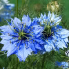 Nigella Seeds - Love in A Mist with blue colored nigella seeds photo