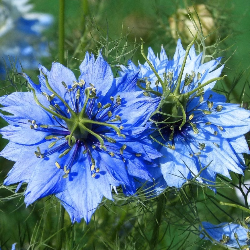 Nigella Seeds - Love In A Mist With Blue Colored Nigella Seeds Nigella Seeds - Love In A Mist With Blue Colored Nigella Seeds Photo