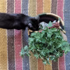 Catnip Seeds Organic catnip seeds organic with a black cat photo