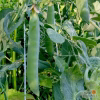 Shelling Pea Seeds - Green Arrow with peas on the branch
