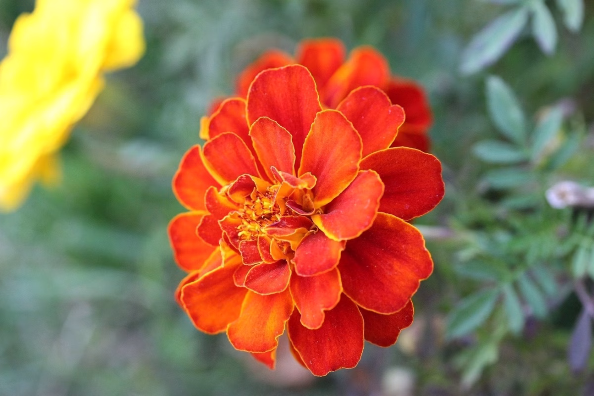 Marigold Seeds - Sparky Mix With Red Marigold Marigold Seeds - Sparky Mix With Red Marigold Photo