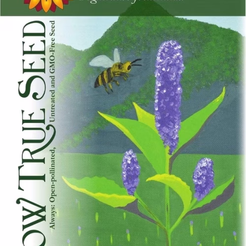 Anise Hyssop Seeds - Organic with printed label