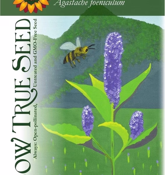 Anise Hyssop Seeds - Organic with printed label