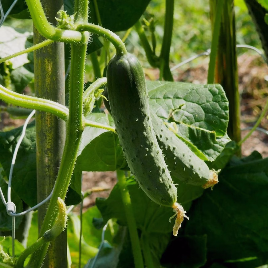 Pickling Cucumber Seeds - Bushy On The Branch Pickling Cucumber Seeds - Bushy On The Branch