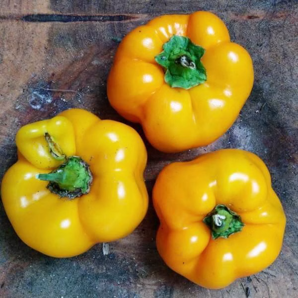 Sweet Pepper Seeds - Golden California Wonder Yellow Peppers Photo Sweet Pepper Seeds - Golden California Wonder Yellow Peppers Photo