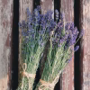 Lavender Seeds - English (Vera) lavender bouquet on the board photo