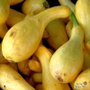 Summer Squash Seeds – Early Summer Crookneck with squash photo