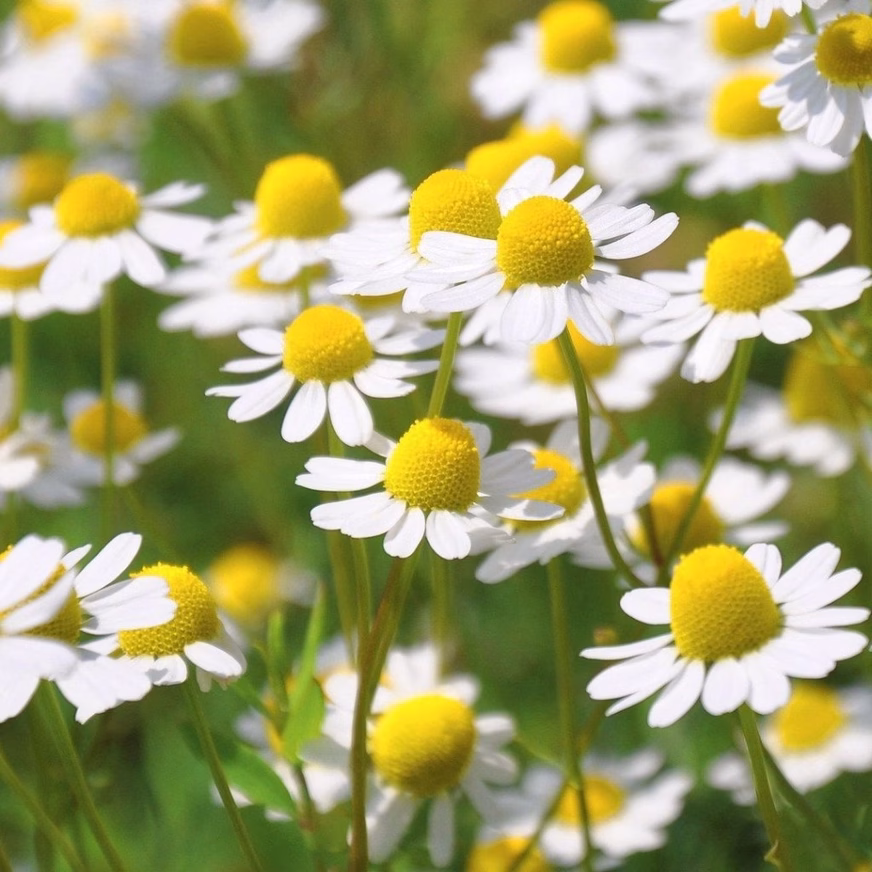 Chamomile Seeds - German With The Photo Of Chamomile Seeds In Nature Chamomile Seeds - German With The Photo Of Chamomile Seeds In Nature