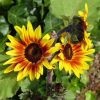 Sunflower Seeds - Autumn Beauty photo of sunflower