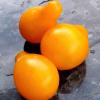 Cherry Tomato Seeds - Yellow Pear with three tomatoes
