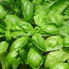 Basil Seeds - Genovese Organic with green colored basils photo