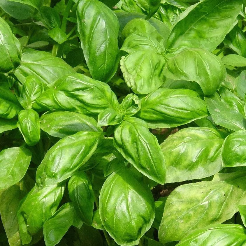 Basil Seeds - Genovese Organic With Green Colored Basils Photo Basil Seeds - Genovese Organic With Green Colored Basils Photo