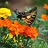 Marigold Seeds - Sparky Mix with a butterfly landed on a marigold photo