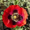 Poppy Seeds - Oriental red flower photo