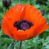 Poppy Seeds - Oriental red flower photo