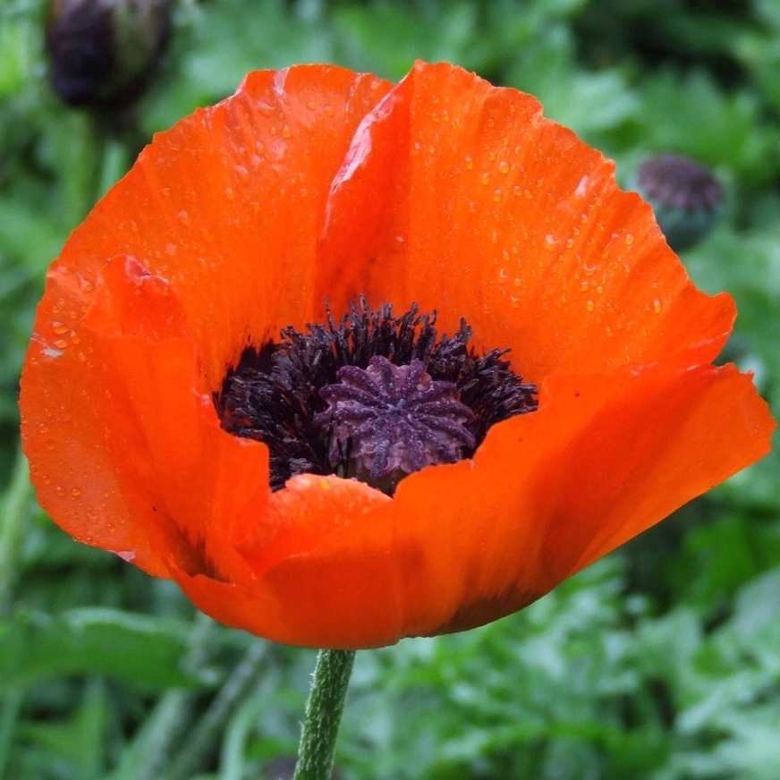 Poppy Seeds - Oriental Flower Poppy Seeds - Oriental Red Flower Photo