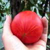 Slicing Tomato Seeds – Hillbilly tomato in hand