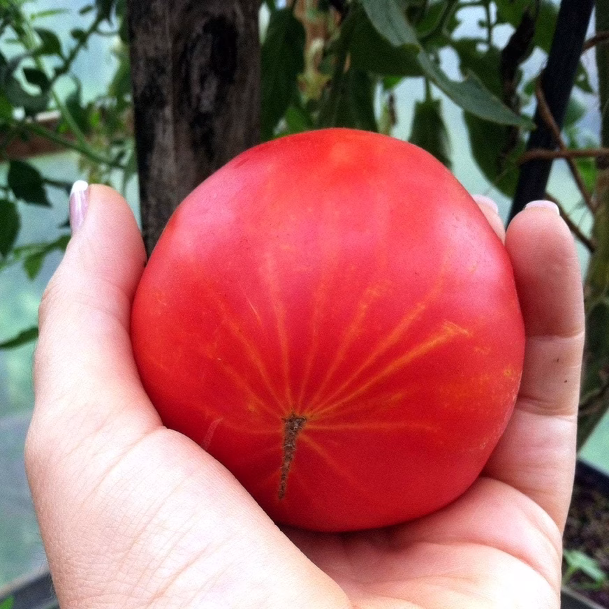 Slicing Tomato Seeds – Hillbilly Tomato In Hand Slicing Tomato Seeds – Hillbilly Tomato In Hand