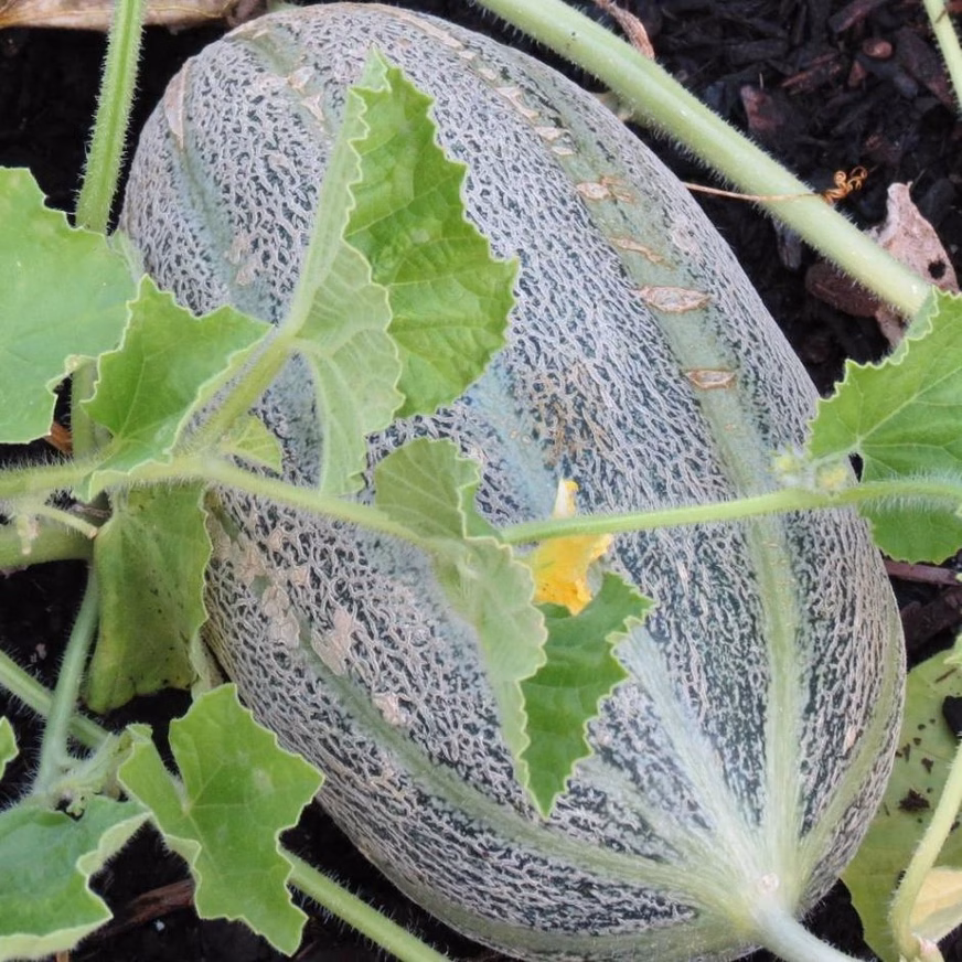 Melon Seeds - Hearts Of Gold, Organic Photo Of A Green Outer Skin Melon Melon Seeds - Hearts Of Gold, Organic With A Photo Of A Melon On A Branch