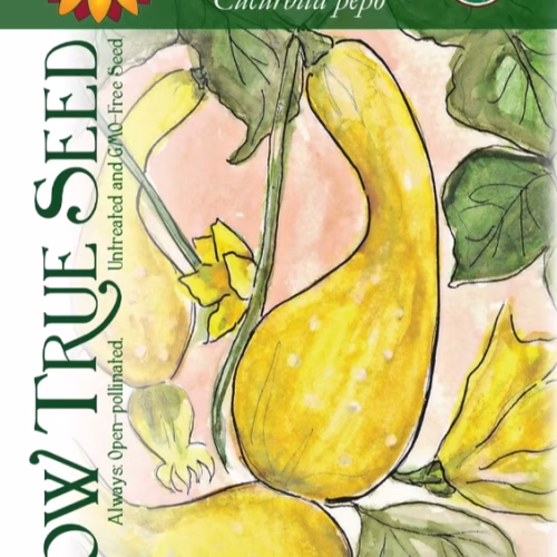 Summer Squash Seeds - Early Summer Crookneck with printed label