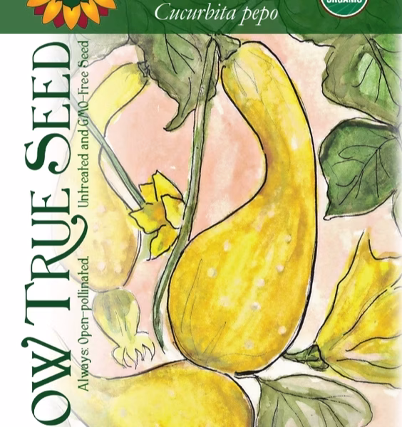 Summer Squash Seeds - Early Summer Crookneck with printed label