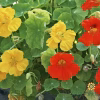 Nasturtium Seeds - Dwarf Jewel Mix with yellow orange colors photo