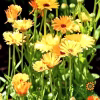 Calendula Seeds - Pacific Beauty with lots of yellow flowers photo