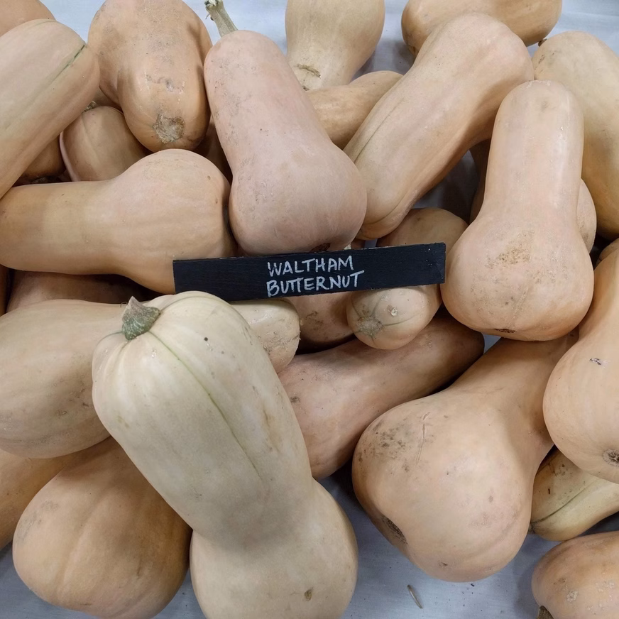 Winter Squash Seeds – Waltham Butternut With Squahs Photos Winter Squash Seeds – Waltham Butternut With Squahs Photos